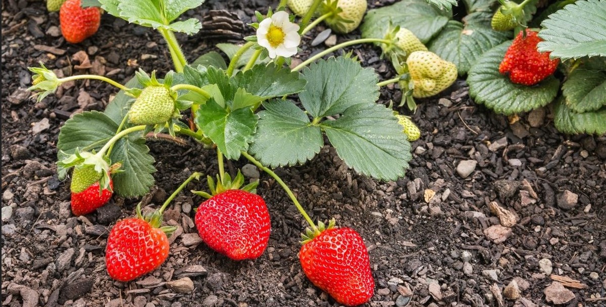 Here Are List of Berries That Grow In the Mountains